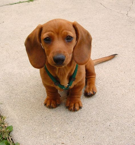 Miniature Mini Dachshund | Starring Rufus, my red smooth miniature dachshund | rufusontheweb Dachshund Funny, Miniature Dachshunds, 강아지 그림, Miniature Dachshund, Weenie Dogs, Mini Dachshund, Dachshund Lovers, Dachshund Puppies, Dachshund Puppy