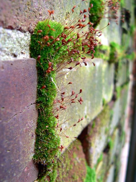 Moss Growing, Lichen Moss, Plant Growing, Moss Garden, Ranunculus, Dream Garden, Urban Garden, Plant Life, Brick Wall