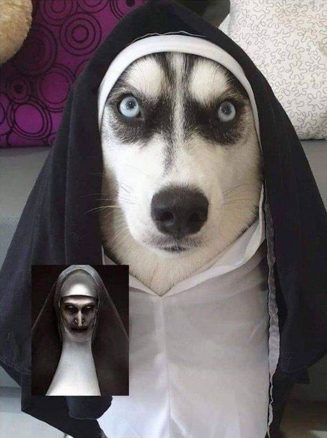 Husky Costume, Dog Halloween Costumes, Cat Facts, Dog Costumes, Halloween Animals, Dog Costume, Funny Animal Memes, Pet Costumes, Dog Halloween