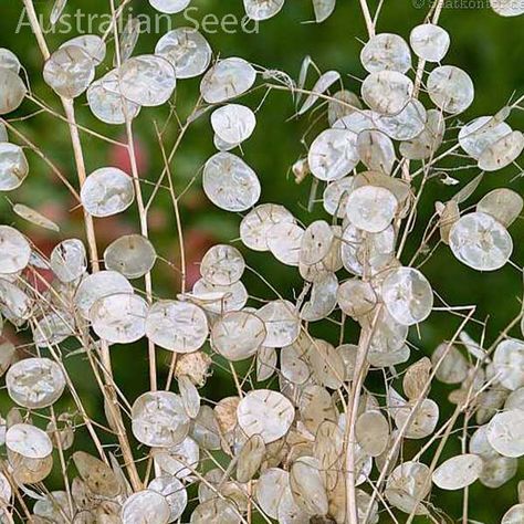 Biennial Plants, Seed Pots, Coral Garden, Money Plant, Late Winter, Seed Pods, Dried Flower Arrangements, Garden Soil, Silver Dollar