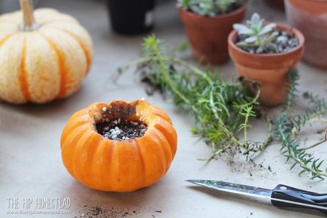 These Mini Succulent Pumpkin Planters are such a fun and easy craft idea to get you in the mood for fall. They are great for centerpieces on a Thanksgiving table, on your fall mantle or on your front porch (if you are lucky enough to live in an area without hard frost.)All you need is some cute pumpkins, your favorite succulents, some cactus soil and a bit of moss. For full tutorial and more visit The Hip Homestead. Step 1: Gather your materials together and group together the succ… Backyard Vegetable Garden Ideas, City Homesteading, Pumpkin Planters, Preserving Pumpkins, Backyard Vegetable Garden, Fall Table Setting, Succulent Pumpkin, Vegetable Garden Ideas, Pumpkin Planter