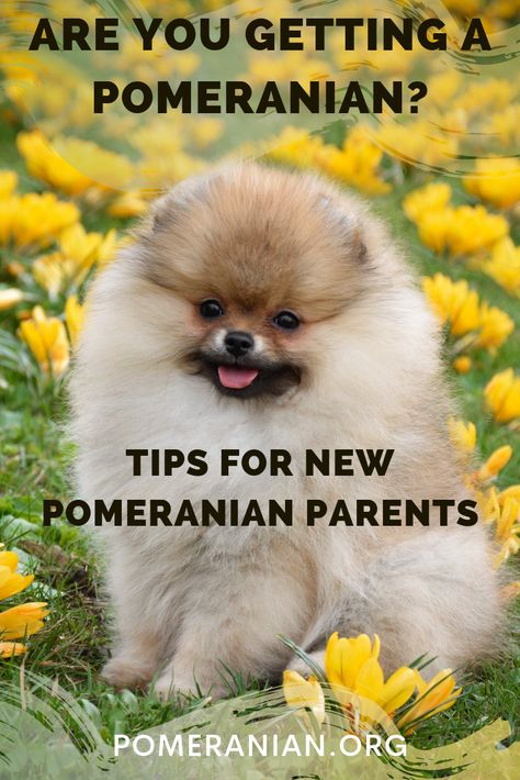 Introducing A New Pomeranian Puppy Into Your Home. #DOCHLAGGIE #POMERANIAN Pomeranian Care Tips, Pomarainian Dogs, Pomeranian Puppy Training, Pomeranian Facts, Toy Pom, Toy Pomeranian, Pomeranian Breed, Pomeranian Dogs, White Pomeranian