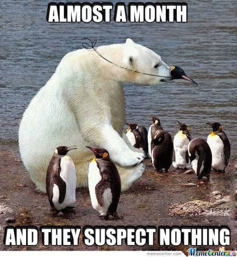 15 Polar Bear Memes That Are Too Funny To Miss Penguin Meme, Bear Meme, Penguins Funny, Funny Bears, Funny Animal Memes, Animal Jokes, Funny Animal Pictures, Animal Memes, Cute Funny Animals