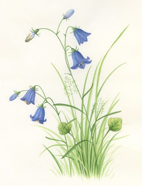 Harebell Bluebell Watercolour, Bluebells Watercolour Paintings, Blue Iris Illustration, Bluebell Botanical Illustration, Botanical Illustration Forget Me Not, Blue Bell Flowers, Vintage Botanical Prints, Original Art For Sale, Botanical Drawings