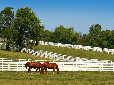 There's more to this Kentucky city than just horse races. Here's an itinerary of our favorites — everything from bourbon every possible way to brisket that throws a gauntlet at Texas's feet. Central Kentucky, Kentucky Horse Park, Girls Weekend Getaway, Ocala Florida, Gainesville Florida, Farm Tour, Horse Race, Green Pasture, Horse Farm