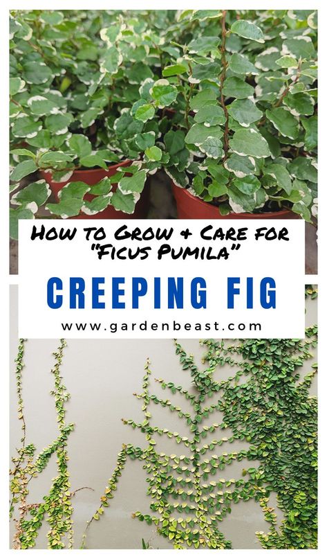 Despite its climbing nature, it can also make for a great houseplant, with its luscious green vines hanging wildly over the pot. Some people even go as far as to use Creeping Figs as indoor wall decorations, giving their homes an exotic appearance | indoor creeping fig | creeping fig care | creeping fig plant | houseplants #creepingfigpropagation #creepingfig Creeping Fig Wall, Creeping Fig Plant, Creeping Plants, Vines Hanging, Creeping Fig, Ficus Pumila, Dracaena Plant, Fig Plant, Green Vines