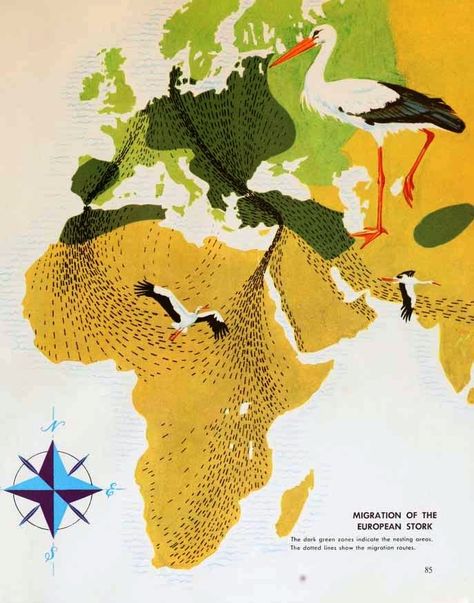 Map of the European stork migration routes, 1963. Bird Infographic, Bird Migration Map, Birds Migration, Landscape Architecture Diagram, Animal Movement, Easy Art For Kids, Wild Elephant, Bird Migration, Migratory Birds