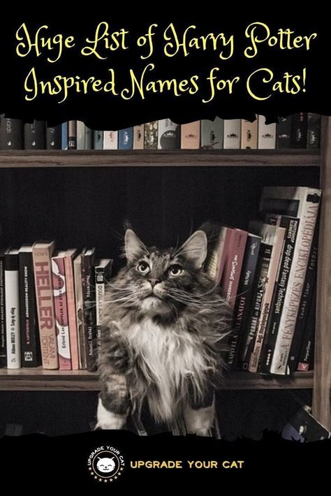 Harry Potter Cat Names Harry Potter Pet Names, Harry Potter Cat Names, Harry Potter Names, Harry Potter Cat, Boy Cat Names, Female Harry Potter, Harry Potter Pets, Kitten Names, Cute Harry Potter