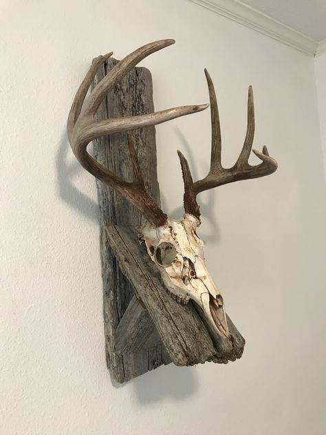 How To Do A European Deer Mount, European Mount Plaque Ideas, Deer Mount Plaque Ideas, European Skull Mount, Euro Skull Mount Ideas, Euro Mount Deer Decor, Elk European Mount Ideas, Deer Plaque Ideas, European Skull Mount Ideas Diy