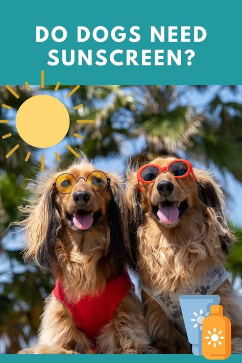 Two dogs wearing sunglasses Funny Dog Toys, Pet Fountain, Dog Water Dispenser, Curiosity Killed The Cat, Dog Health Tips, Dog Steps, Pet Water Fountain, Kiddie Pool, Dog Health Care