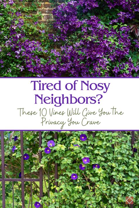 Want to keep your backyard private? 🌱 Check out these 10 fast-growing vines perfect for creating a natural privacy screen. Enhance your garden with vertical beauty and protect your space. Fast Growing Vines For Privacy, Fast Growing Vines, Nosy Neighbors, Vine Trellis, Evergreen Vines, Growing Vines, Garden Privacy, Backyard Privacy, Thriving Garden