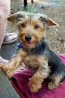 Puppies Pictures, Yorkie Mix, Dachshund Mix, Dachshund Dog, Animal Photo, Dog Life, Dog Art, I Love Dogs, Kirby