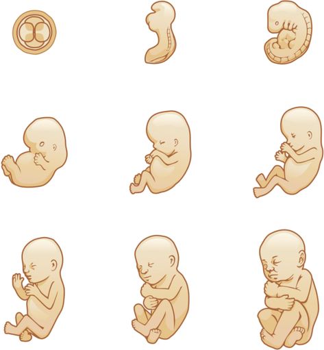 1st Month Of Pregnancy, Stages Of Fetal Development, Pregnancy Drawing, Baby Development Chart, Stages Of Baby Development, Pregnancy Chart, Prenatal Development, Pregnancy Illustration, Pregnancy Timeline