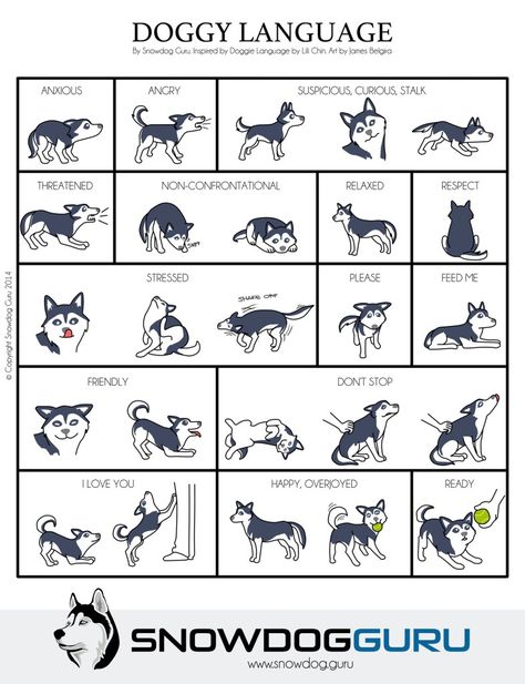 Doggy Language Poster Dogs Infographic, White Husky, Dog Body Language, Husky Lover, Dog Language, Siberian Husky Puppies, Husky Mix, Dog Facts, Husky Puppy