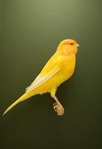 Le canari - Luke Stephenson Yellow Canary, Canary Birds, Serin, Kinds Of Birds, Finches, Yellow Bird, All Birds, Exotic Birds, Pretty Birds