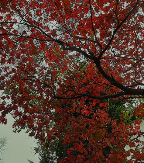 #autumn #Red #tree #vibes Red Trees Aesthetic, Red Fall Aesthetic, Key Signatures, Red Autumn, Autumn Tree, Red Fall, Red Tree, Best Seasons, Autumn Aesthetic