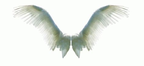 Angel Wings White GIF - AngelWings White Flying - Discover & Share GIFs Wings Gif, Banner Animation, Fly Gif, Angelic Wings, Wings Png, Image Stickers, Feather Wings, Believe In Magic, Moving Image