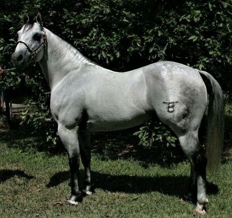 Romani Vanner, Gray Horses, Vanner Horse, Aqha Horses, Grey Horses, Disney Princess Tattoo, Gorgeous Horses, Horse Colors, Beautiful Horse Pictures