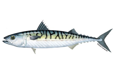 Atlantic Mackerel, Pelagic Fish, Fish Images, Mackerel Fish, United Nations Environment Programme, Fish Clipart, Seaside Art, Colonial Times, Fish Stock