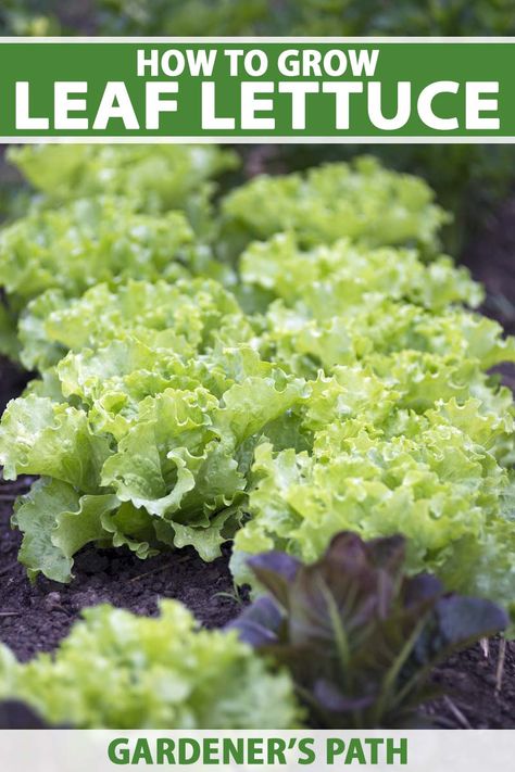 Planting Lettuce In Containers, When To Plant Lettuce, Mushroom Mural, Harvest Lettuce, Plant Lettuce, Wraps And Sandwiches, How To Grow Lettuce, Planting Lettuce, How To Harvest Lettuce