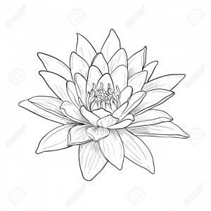 Water Lily Drawing Tattoo Ideas, Waterlilly Tattoo, Water Lily Drawing, Bild Gold, Water Lily Tattoos, Lillies Tattoo, Lily Tattoo Design, Lotus Flower Tattoo Design, Lilies Drawing