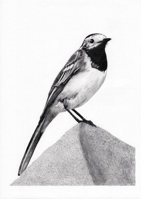 Wagtail Tattoo, White Wagtail, Photos To Draw, Bird Artwork, Birds Tattoo, Draw On Photos, Bird Illustration, Bird Garden, Abstract Artists