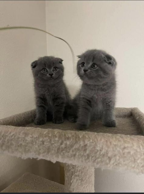 Kittens Scottish Fold, Gray Scottish Fold Cat, Scottish Fold Kitten Grey, Kittens Grey, Gray Cats, Scottish Fold Kittens, Therapy Cat, Grey Kitten, Cute Small Animals