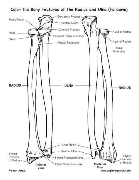 Radius and Ulna (Forearm) Bony Features Coloring Page Skeletal System Anatomy, Radius And Ulna, Anatomy Coloring, Human Skeleton Anatomy, Anatomy Bones, Anatomy Coloring Book, Nursing School Essential, Basic Anatomy And Physiology, Nurse Study Notes