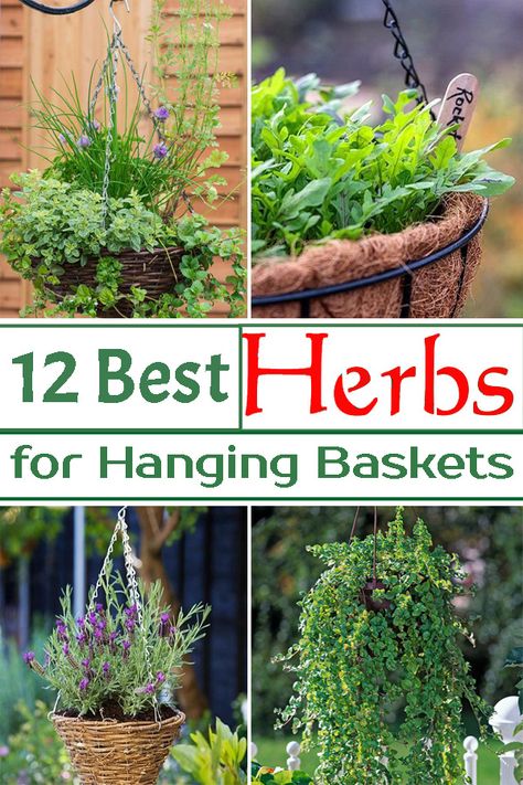 Growing Herbs In Pots, Hanging Herb Gardens, Growing Oregano, Chamomile Growing, Best Herbs To Grow, Hanging Plants Outdoor, Edible Gardening, Outdoor Herb Garden, Hanging Herb Garden