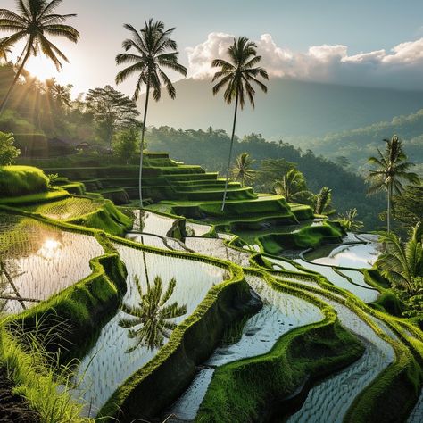 "Terraced #RiceFields: #Sunrise illuminates the verdant terraced rice fields surrounded by tropical palm trees in a peaceful valley. #NaturePhotography #TropicalParadise #PhotoInspiration #palms #aiart #aiphoto #stockcake ⬇️ Download and 📝 Prompt 👉 https://stockcake.com/i/terraced-rice-fields_232160_44073". Terraced Rice Fields, Green Inspo, Urban Dog, Tropical Palm Trees, Rice Field, Light Cyan, Rice Fields, Rice Terraces, Animal Book