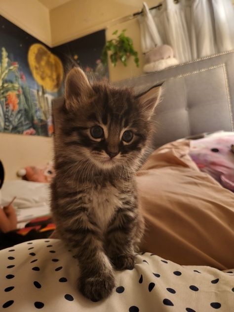 Long Hair Domestic Cat, Domestic Long Haired Cat, Long Haired Kittens, Dream Pet, Brown Tabby, Old Prince, Long Haired Cats, Tabby Kitten, Domestic Cat