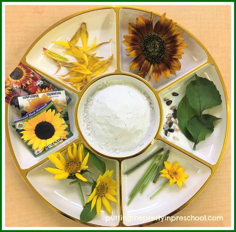 Playdough and sunflower seeds, stems, leaves and flowers.   #natureplay #playdough #sunflowertheme #sunflowerscience Sunflower Activities, Early Childhood Education Activities, Sunflower Printable, Sensory Games, Sunflower Patch, Sunflower Head, Growing Sunflowers, Sweet Potato Vine, Playdough Activities