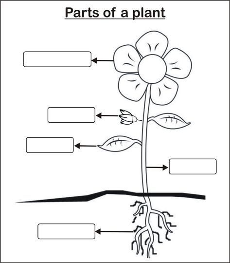 Parts Of Plant Worksheet, Plant Parts Worksheet, Parts Of A Plant Worksheet, Manners Activities, Dot Drawing, Plants Worksheets, Dotted Drawings, Worksheets For Grade 3, Plant Structure