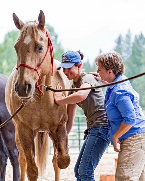 About Equine Vet Tech Aesthetic, Equine Chiropractic, Horse Chiropractor, Horse Physiotherapy, Horse Neck Muscles, Equine Science, Equine Veterinarian, Sports Massage Therapy, People Problems