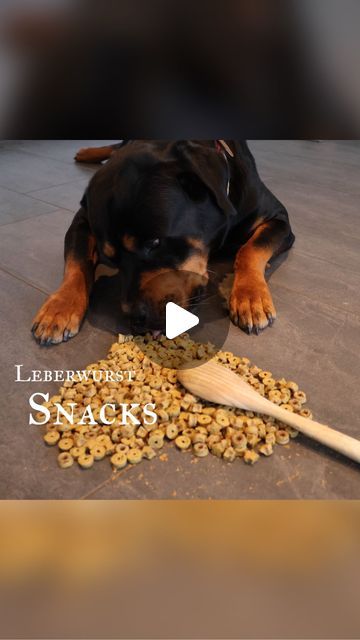 Nana•Don&Haps on Instagram: "Viel Spaß beim probieren 😄

Ganz ehrlich, beim backen. Vom Kuchen bin ich eine Katastrophe Aber wenn’s mir Leckerlis geht, da blühe ich voll auf. 

Wie ist es bei euch?

Pawtner Profile schaut unbedingt vorbei:
@mikado_marley ❤️
@simone_und_suri ❤️
@artgerecht_by_jenni_❤️
@abby.jacko.americanbullydog❤️
@betty_and_malou❤️
@black_duo_8paws ❤️
@bo_presa_canario_ed_der_dackel❤️

#hund #rottweiler #dog #hundeliebe #dogsofinstagram #rottie #dogs #love #instadog #rottweilerpuppy #hunde #leckerlies #backenfürhunde #backen" Reactive Dog, Dog Training Advice, Rottweiler Dog, Dogs Love, Dog Obedience, Sporting Dogs, Training Program, Dog Behavior, Dog Health