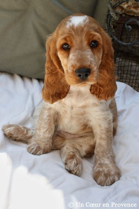 english cocker spaniel so cute Cocker Spaniel Anglais, English Cocker Spaniel Puppies, Cocker Spaniel Puppies, English Cocker, English Cocker Spaniel, Spaniel Puppies, Bad Dog, Cocker Spaniel, Animals Friends