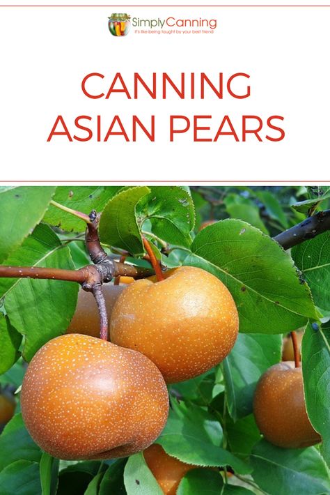 Did you know when canning Asian pears, you need to acidify? Learn more here. #SimplyCanning #CanningAsianPears Canned Asian Pears, Asian Pear Jam Recipe Canning, Recipes Using Asian Pears, Recipes With Asian Pears, Canning Asian Pears, Asian Pears Recipes, Asian Pear Jam, Asian Pear Jam Recipe, Can Pears