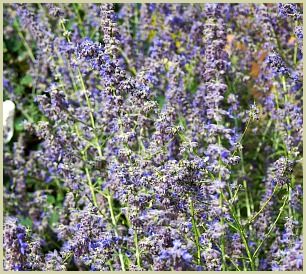 Russian Sage | Attractive With Edible Flowers But Not a True Sage Transplanting Russian Sage, Russian Sage Garden, Land Scaping, Sage Herb, Russian Sage, Sage Garden, Black Soil, Pineapple Sage, Perennial Shrubs