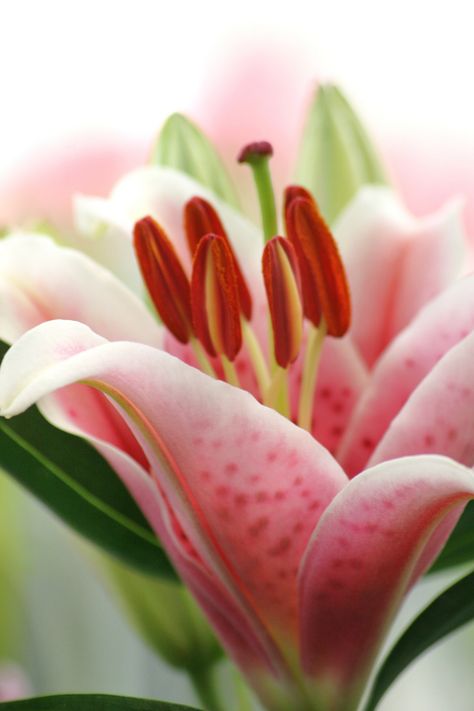 Lily Close Up, Flowers Close Up, Flowers Up Close, Fav Flower, Flowers Lily, Flower Close Up, Stargazer Lily, Macro Flower, Agaves