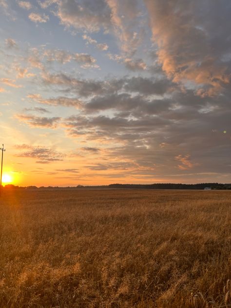 Sunny Grassy Field, Barley Field Aesthetic, Orange Field Aesthetic, Fields Of Gold Aesthetic, Sunny Grass Field Aesthetic, Open Fields Aesthetic, Golden Field Aesthetic, Wheatfield Aesthetic, Yellow Field Aesthetic