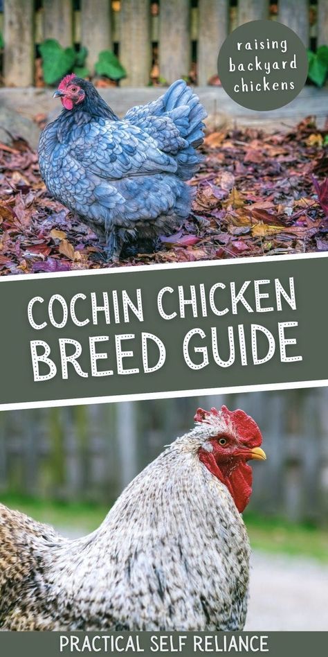 Olive Egger Chicken, Chicken Breeds For Eggs, Cochin Chickens, Best Egg Laying Chickens, Raising Farm Animals, Raising Rabbits, Vegetable Benefits, Edible Wild Plants, Raising Backyard Chickens