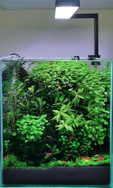 Ecosystem Aquarium, Best Aquarium Fish, Aquarium Photography, Plant Tank, Biotope Aquarium, Fish Tank Themes, Aquarium Garden, Fish Tank Terrarium, Betta Fish Types