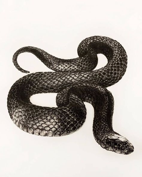 Black Snake. Mixture of Realistic Drawings. Click the image, for more art from Phoebe Li. Black Snake Painting, Snake Realistic Drawing, Black Snake Drawing, Black Snake Art, Black Serpent, Snake Sketch, Bottles Decoration Wedding, Snake Painting, Black And White Snake