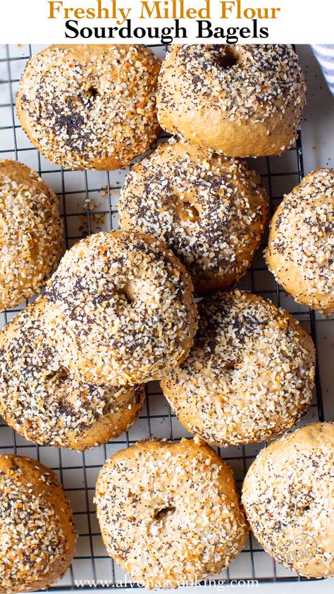 whole wheat sourdough bagels with everything bagel seasoning on a wire rack While Wheat Sourdough, Freshly Milled Sourdough, Sourdough Bread With Fresh Milled Flour, Fresh Milled Flour Sourdough Recipes, Fresh Milled Sourdough Bread, Homesteading Cooking, Sourdough Bagels Recipe, Mill Flour, Fresh Milled Flour