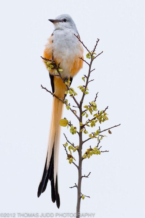 Iphone Wallpaper Colorful, Scissor Tailed Flycatcher, Travel Wallpaper Iphone, Wallpaper Colorful, Wallpaper Iphone Wallpaper, State Birds, Travel Wallpaper, Kinds Of Birds, Wallpaper Vintage