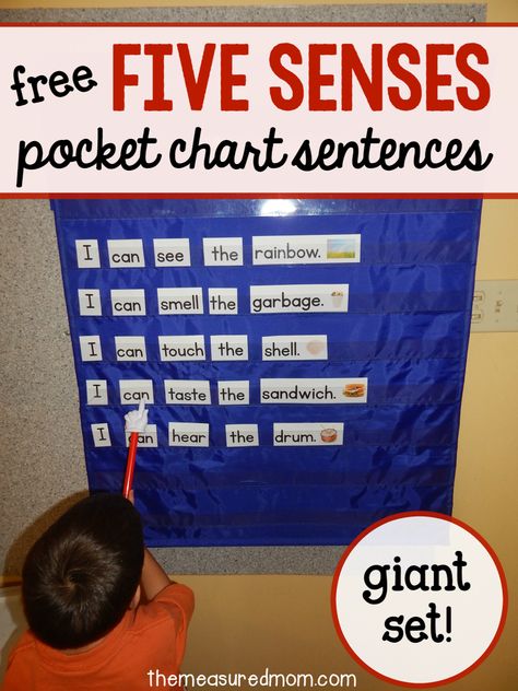 Love this five senses activity for preschool, kindergarten, and first grade! Great pocket chart idea. Five Senses Activity, Senses Activity, Five Senses Preschool, 5 Senses Activities, Senses Preschool, The Measured Mom, My Five Senses, Measured Mom, Pocket Chart Activities