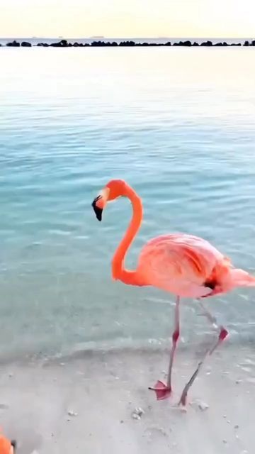 Daily Bird Show on Instagram: "Flamingo dance 💗 By:@explorefuntravel" Flamingo Pictures, Flamingo Painting, Funny Flamingo, Dangerous Animals, Flamingo Bird, Flamingo Art, Nature Gif, Pretty Birds, Happy Animals