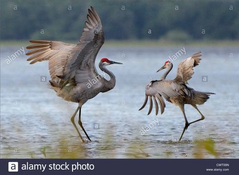 Sketchbook Notes, Crane Painting, Crane Dance, Florida Birds, Crane Tattoo, Sandhill Cranes, Sandhill Crane, Lake Painting, Crane Bird