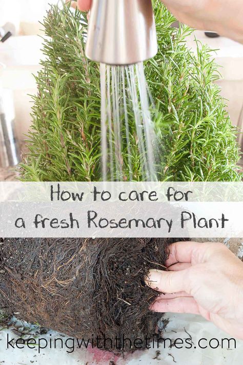 How to Care for a Fresh Rosemary Plant - Keeping With The Times Rosemary Plant Care, Thyme Plant, Growing Rosemary, Rosemary Plant, Topiary Plants, Plant Care Houseplant, Astuces Diy, Best Indoor Plants, Indoor Herb Garden