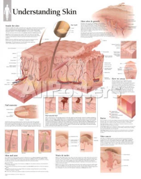 Understanding Skin Educational Chart Poster Education Poster - 56 x 71 cm Over 40 Skin Care, Skin Care Diy, Skin Anatomy, Remove Skin Tags Naturally, Diy Serum, Skin Facts, Skin Burns, Fotografi Digital, Anti Aging Tips